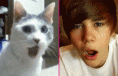 /album/justin-bieber-lol-pictures/biebercat-gif/